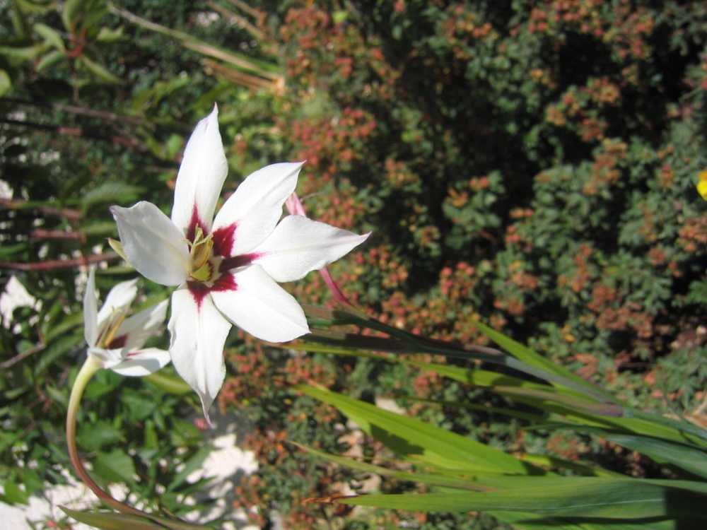 Gladiolus callianthus 'Murielae' (Stern-Siegwurz)